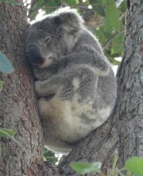 Koala in tree near Lemon Tree Passage Marina